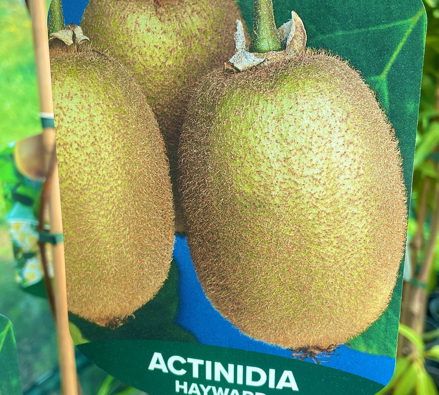 Kiwi femmina