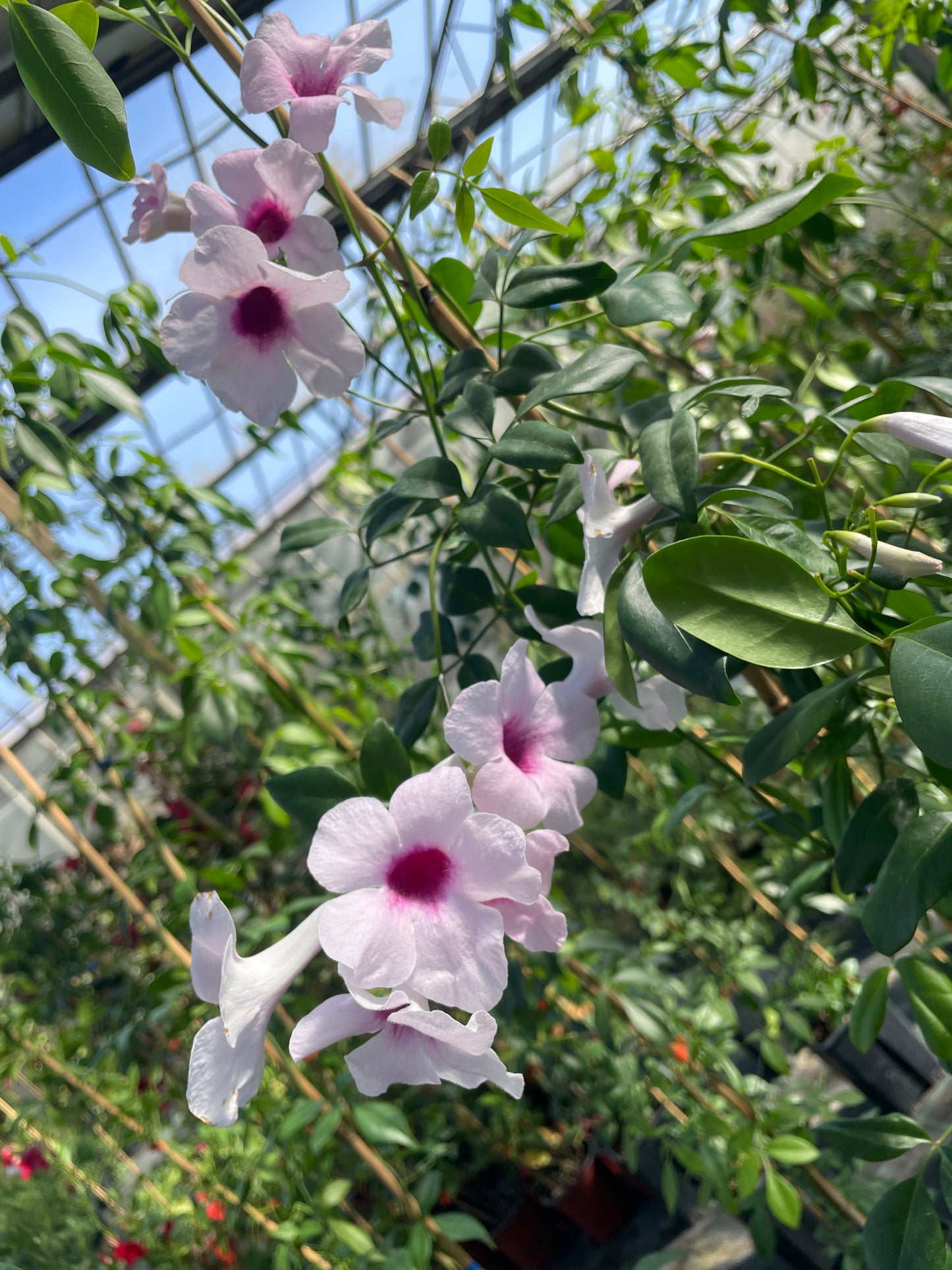 PANDOREA JASMINOIDES v18 cm alto