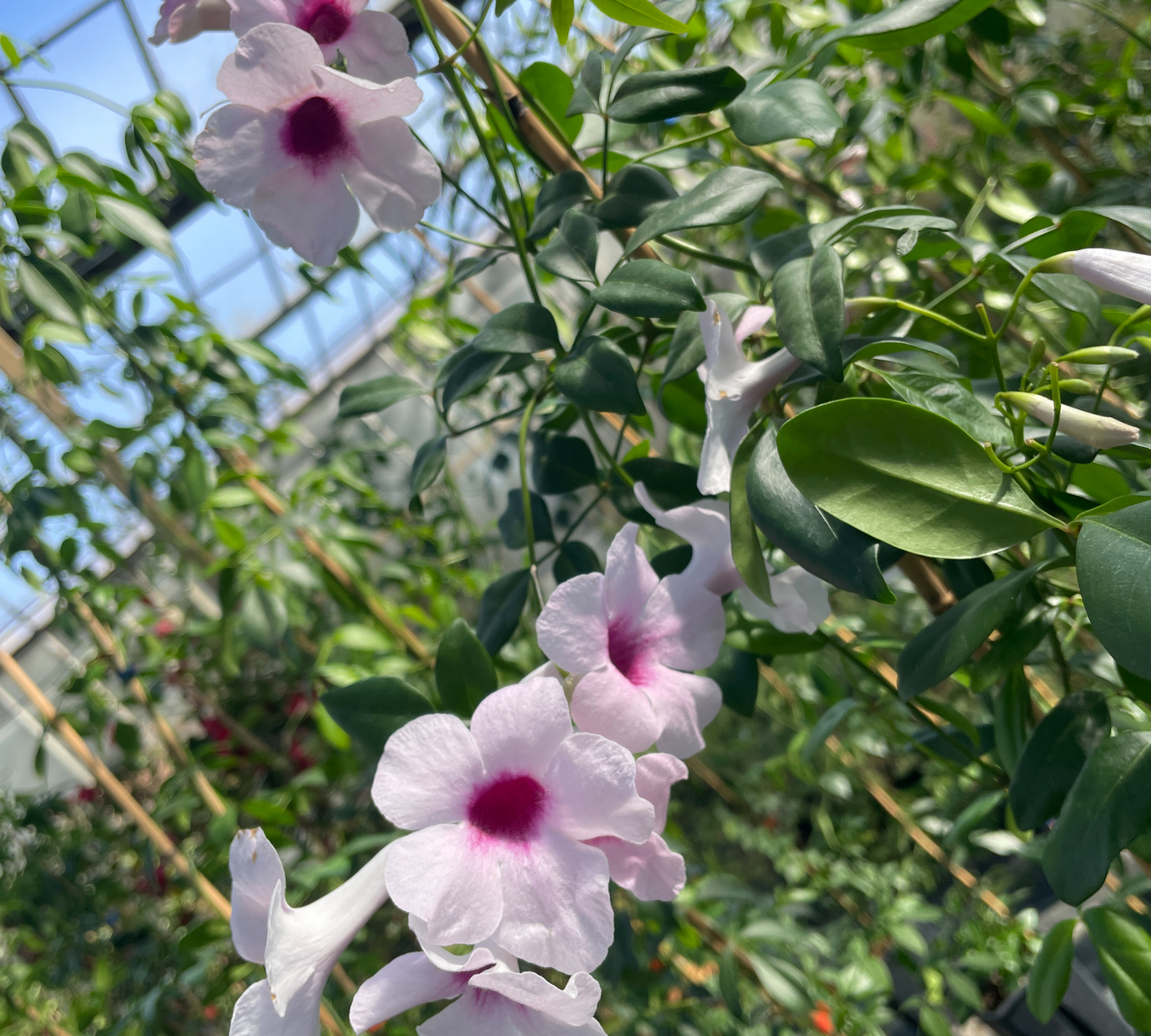 PANDOREA JASMINOIDES v18 cm alto