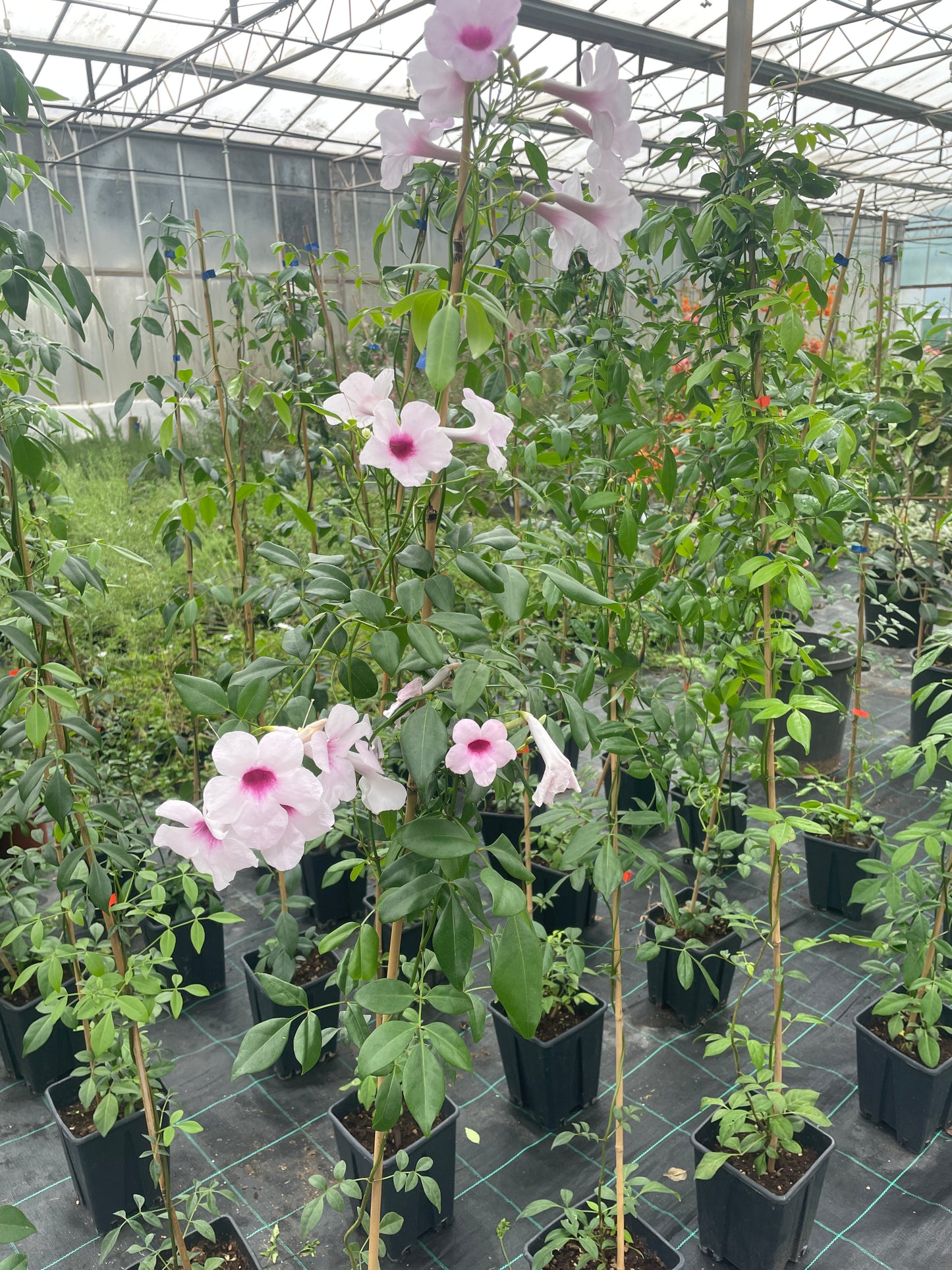 PANDOREA JASMINOIDES v18 cm alto