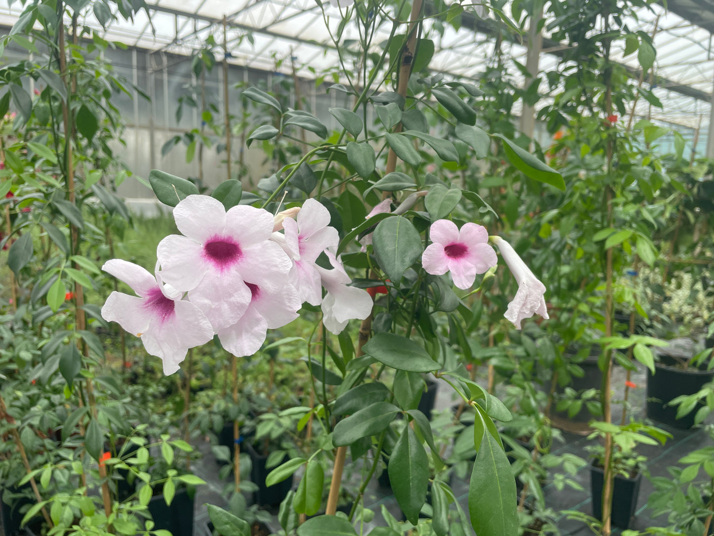 PANDOREA JASMINOIDES v18 cm alto