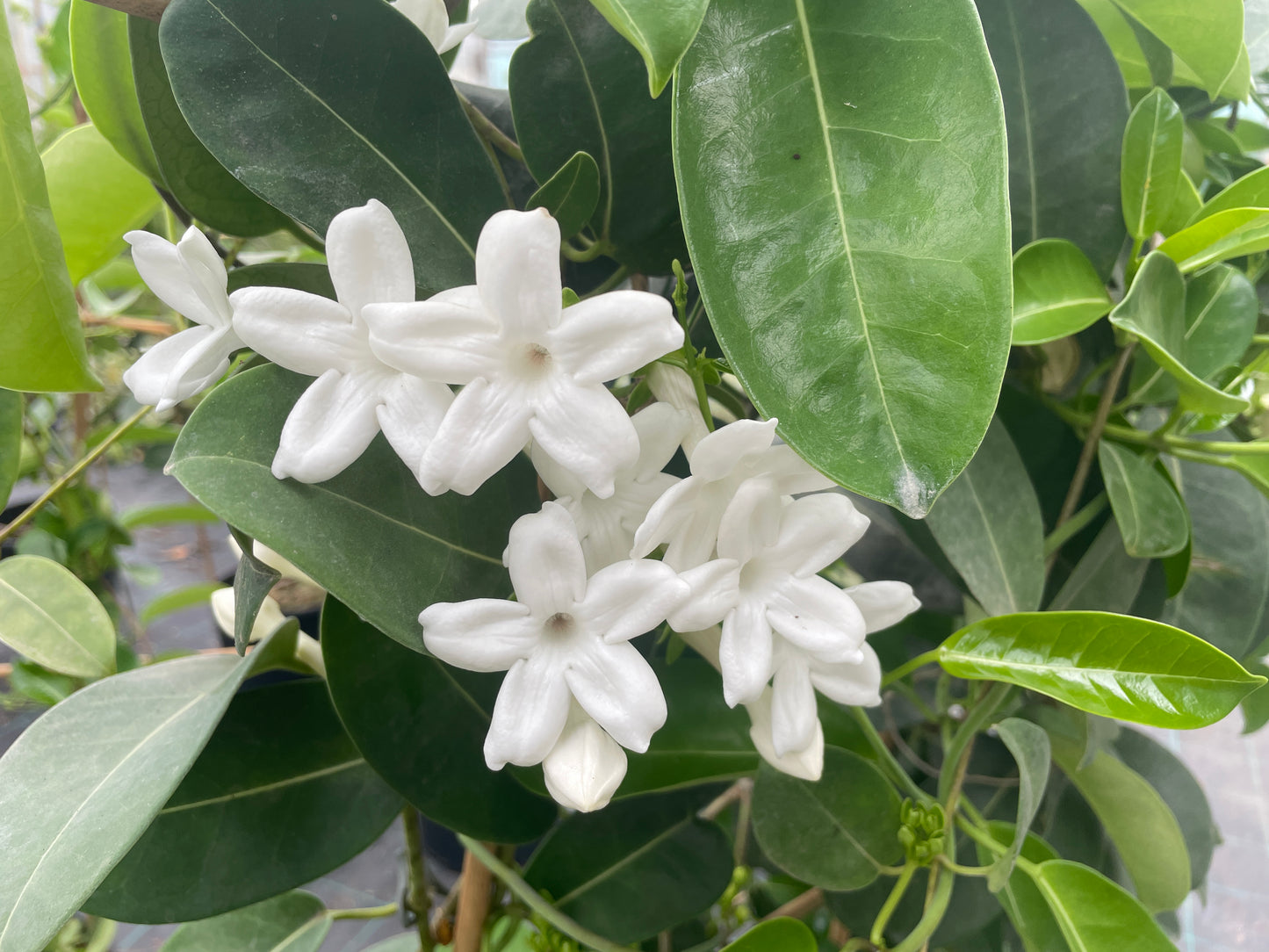 Stephanotis v30 cm