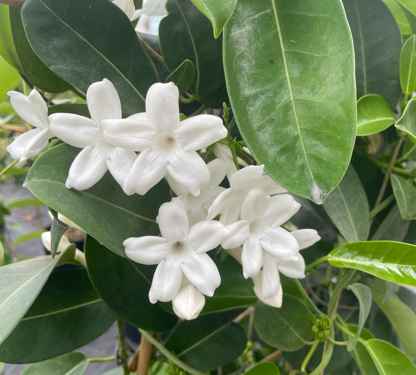 Stephanotis v30 cm