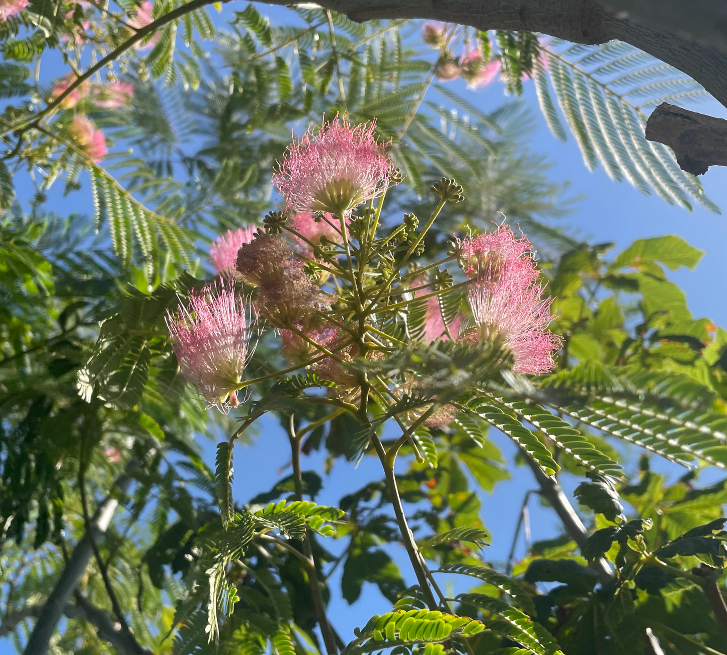 Albizia Julibrissin (Acacia di Costantinopoli) Fiori Rosa