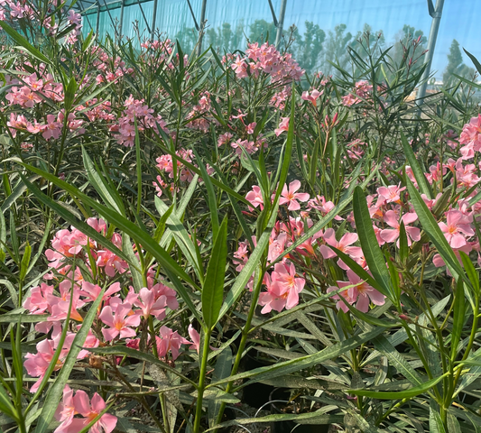 Nerium oleander