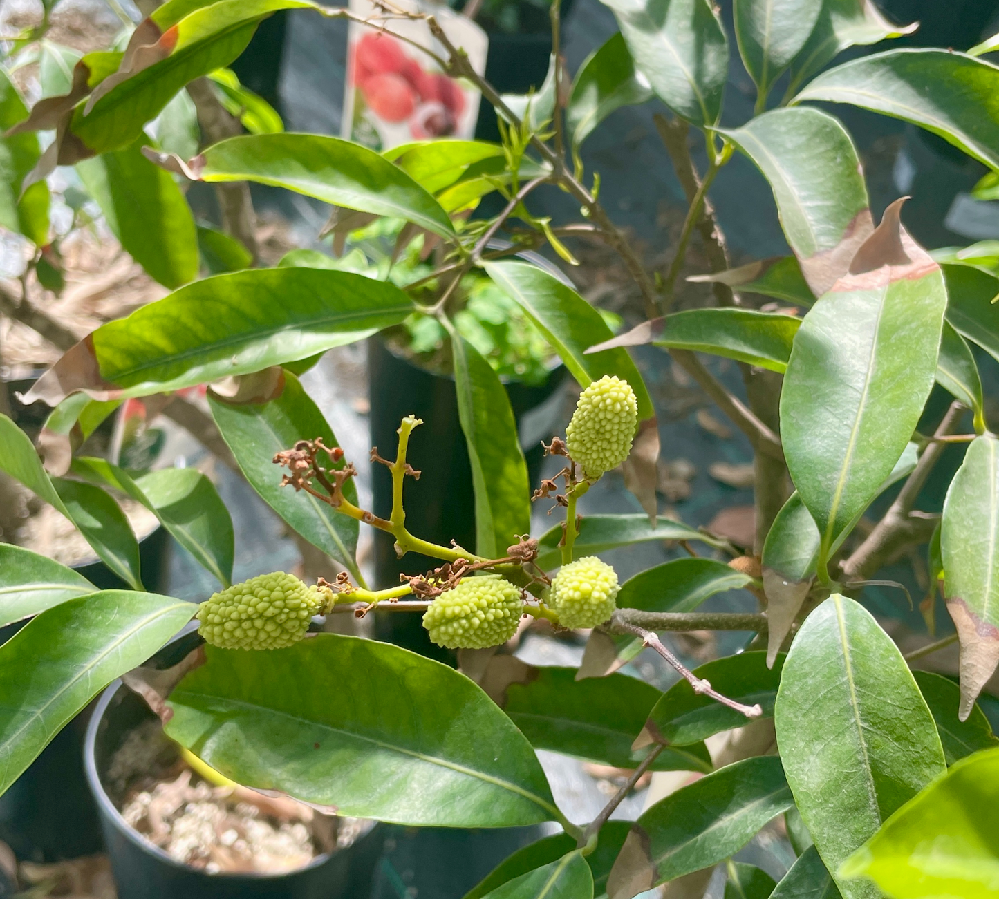 Gelso da frutto bianco v20 cm