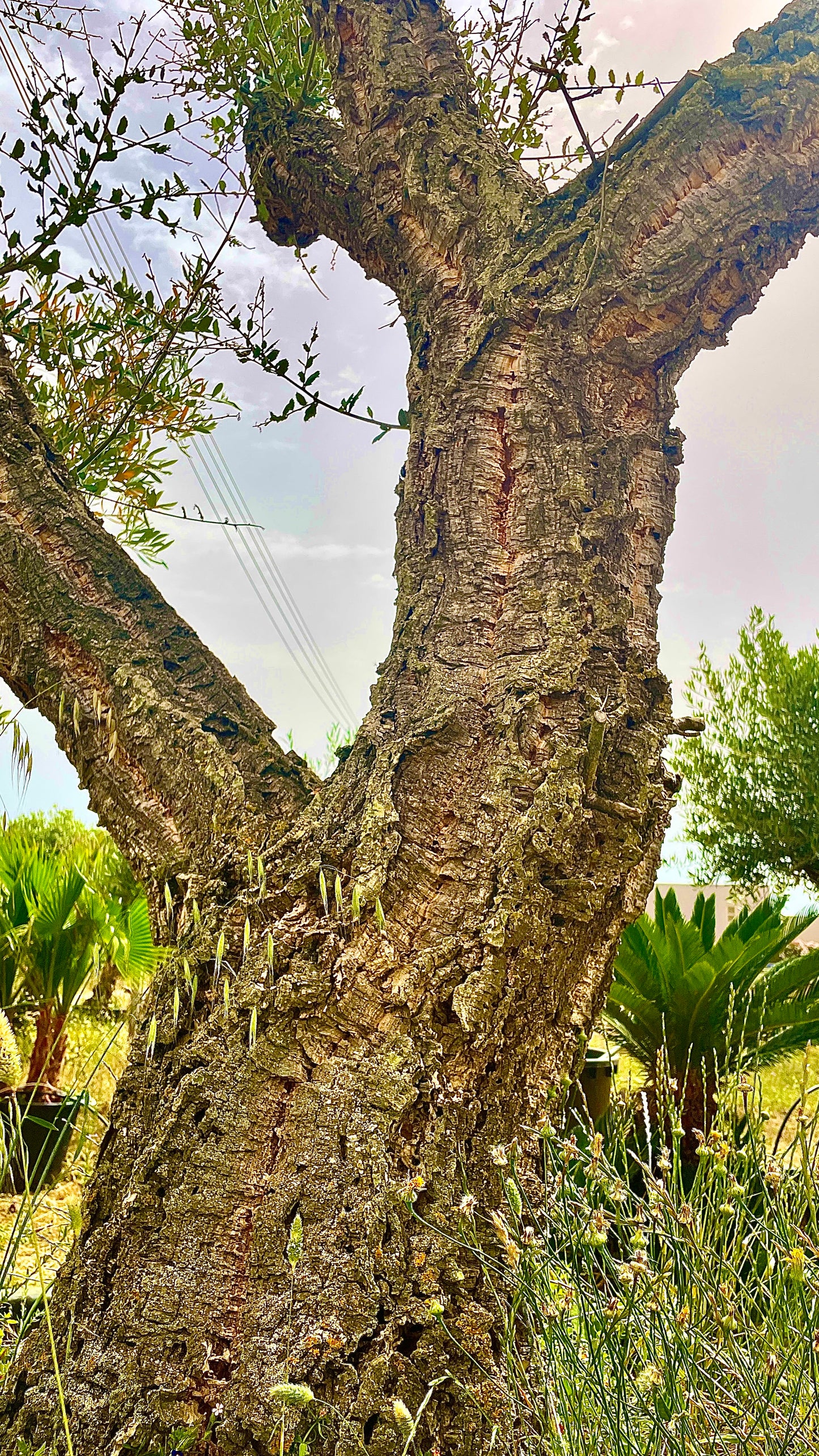 Quercus suber esemplari grandi varie dimensioni