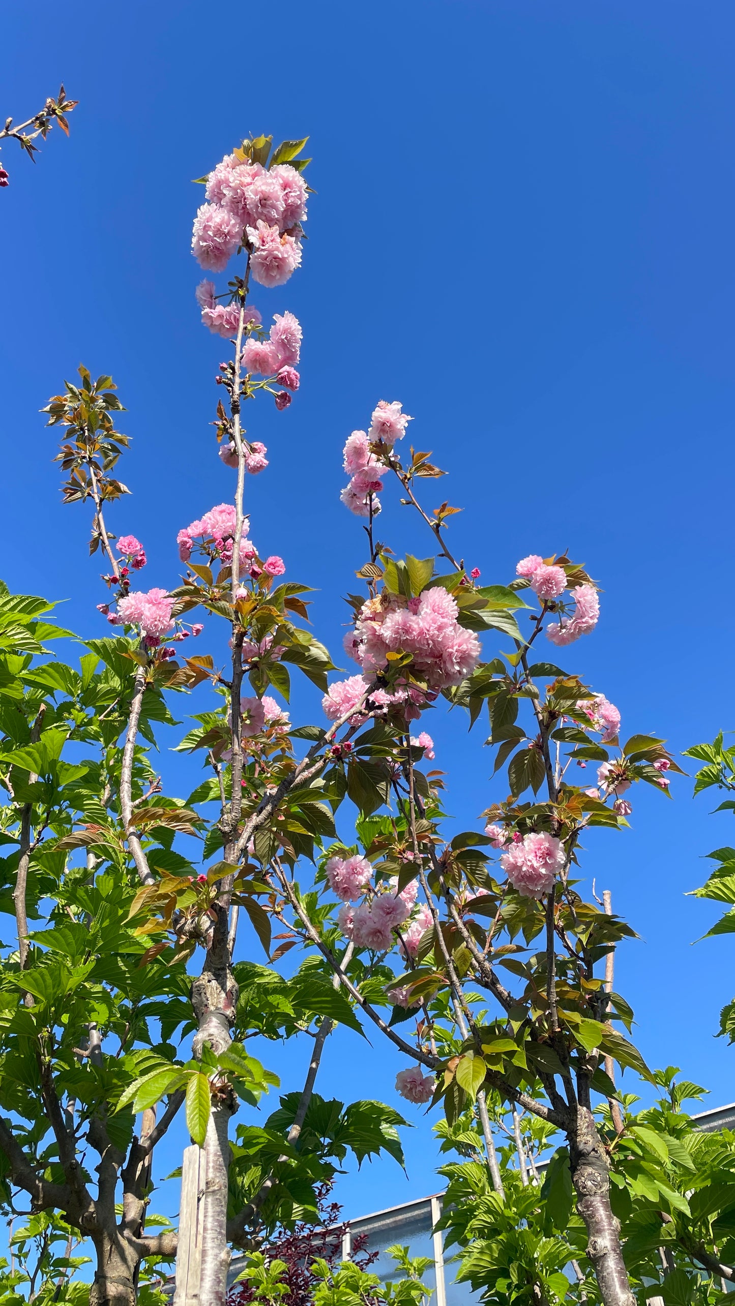 Prunus Serrulata Kanzan (Ciliegio Giapponese) Fiori Rosa Doppi - Vaso 40cm 8/10