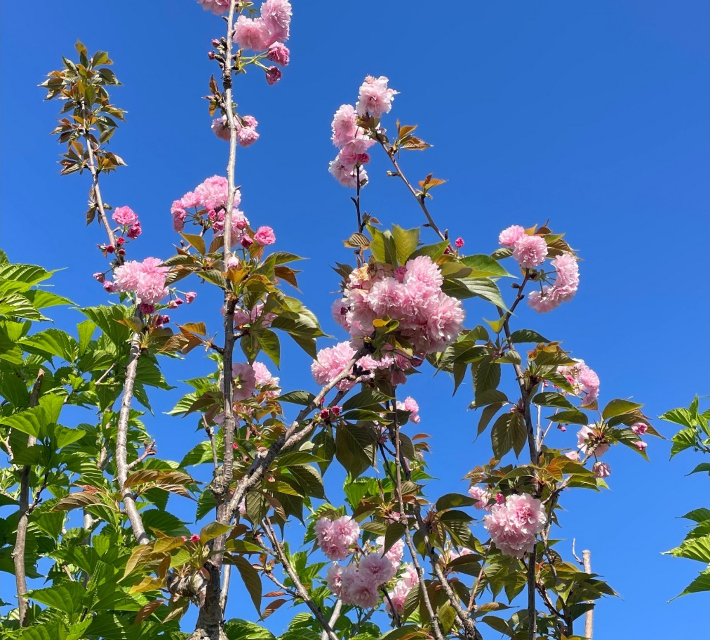 Prunus Serrulata Kanzan (Ciliegio Giapponese) Fiori Rosa Doppi - Vaso 40cm 8/10