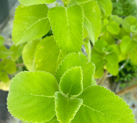 Salvia v18 cm