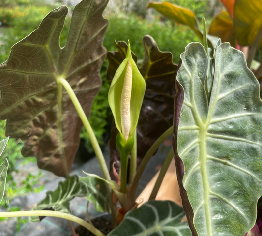 Alocasia polly v17 cm