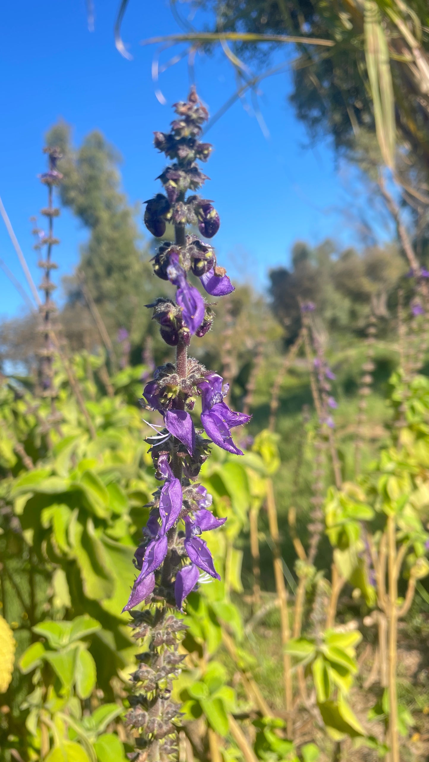 Salvia v18 cm