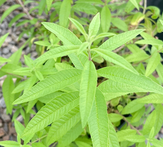 Citronella