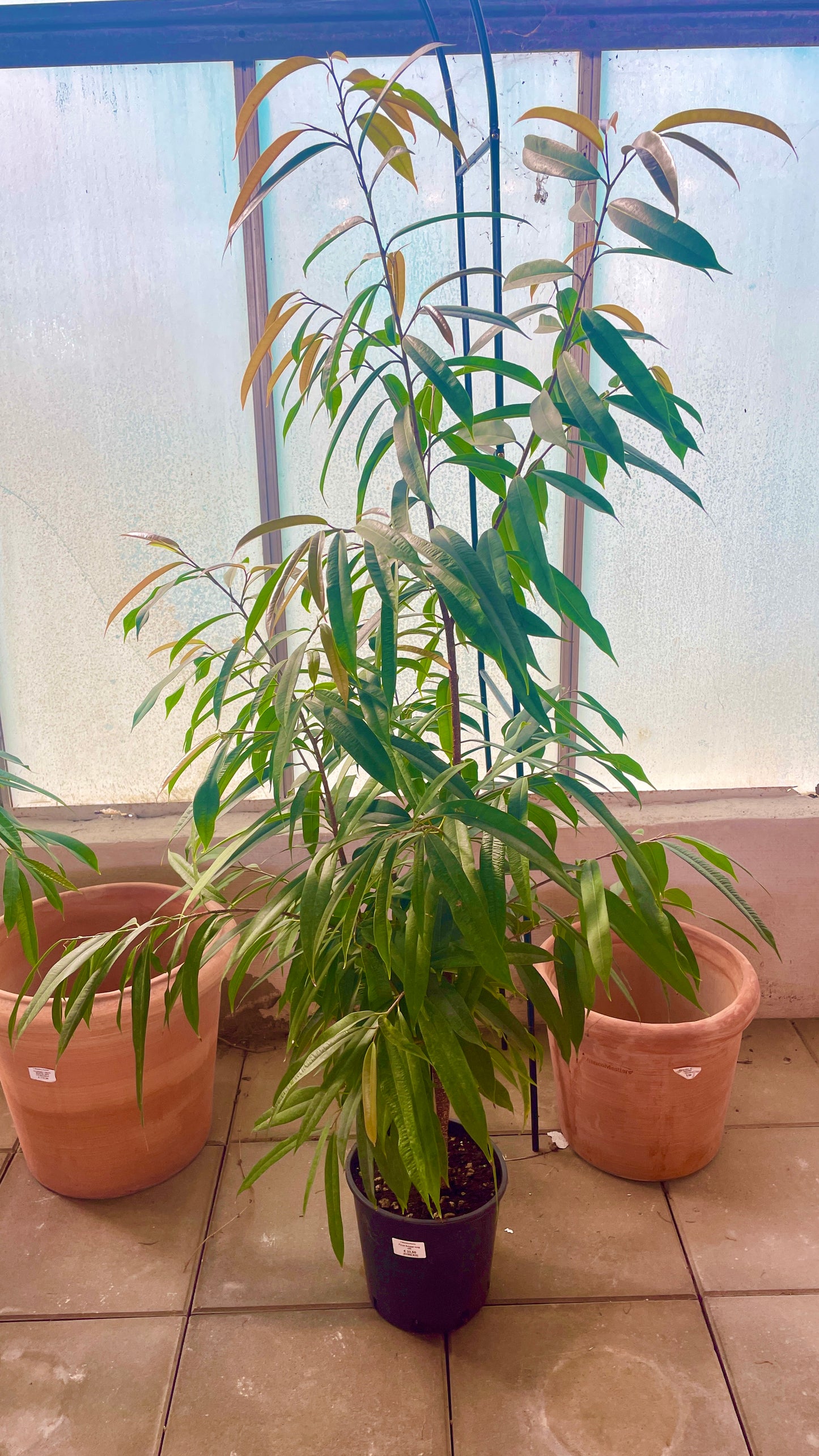 Ficus Amstel King v24 cm