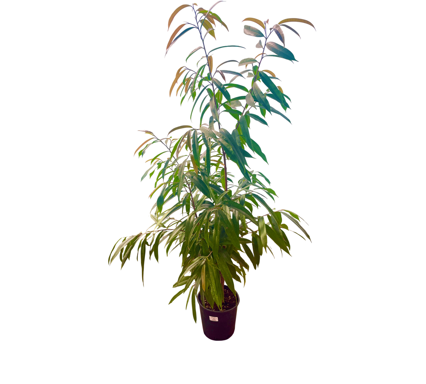 Ficus Amstel King v24 cm
