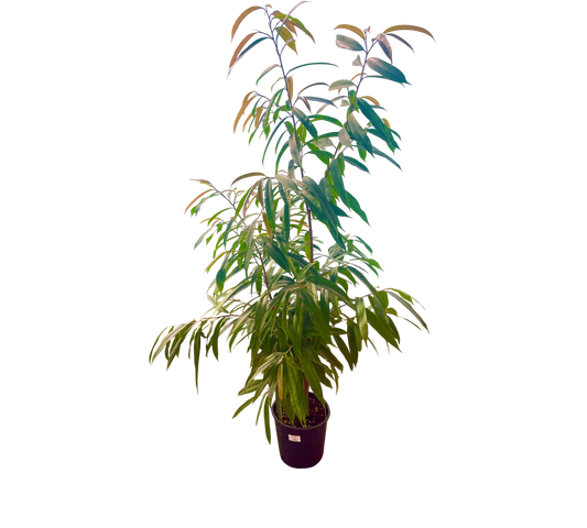 Ficus Amstel King v24 cm