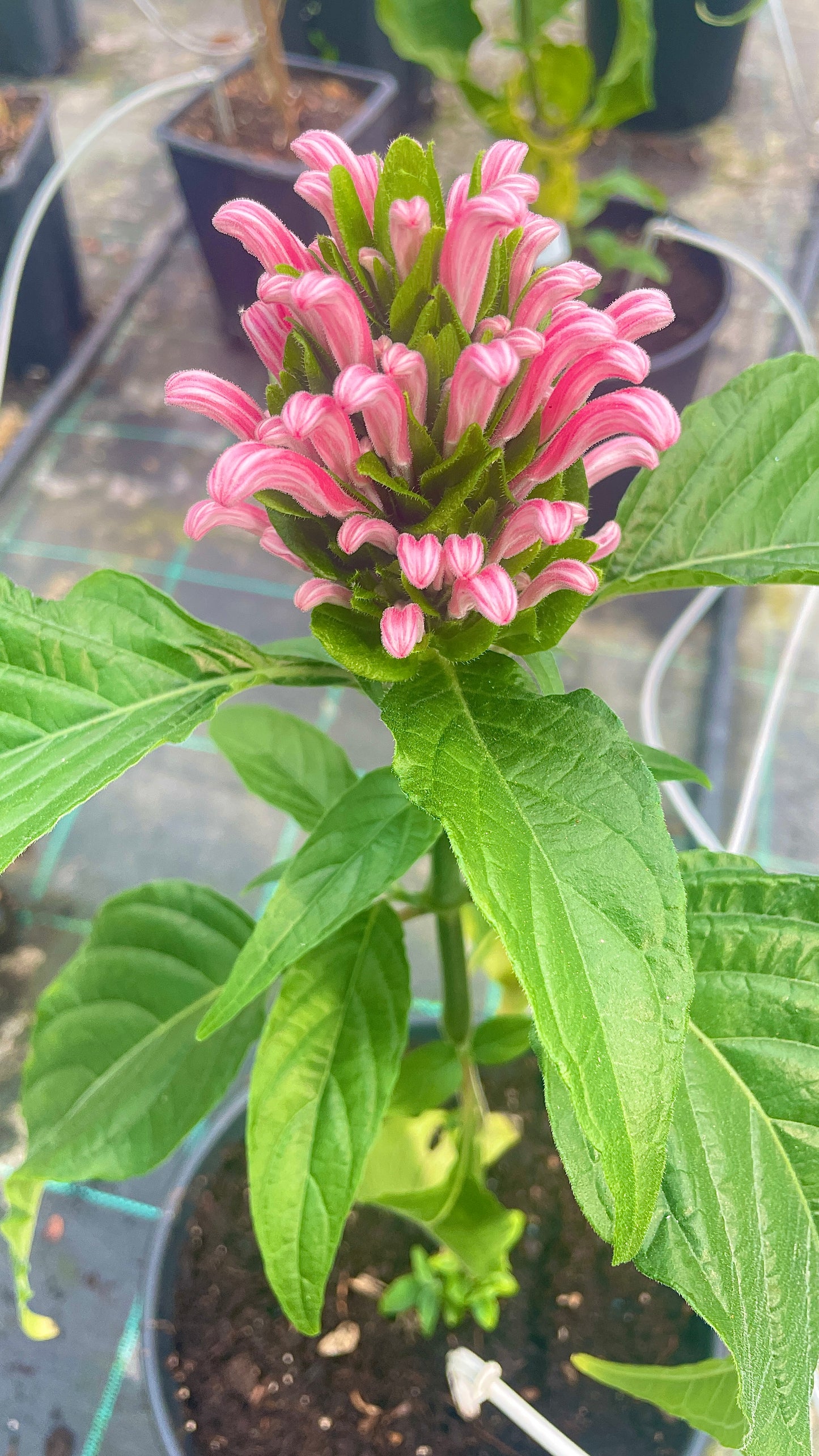 Jacobinia v18 cm – Justicia carnea