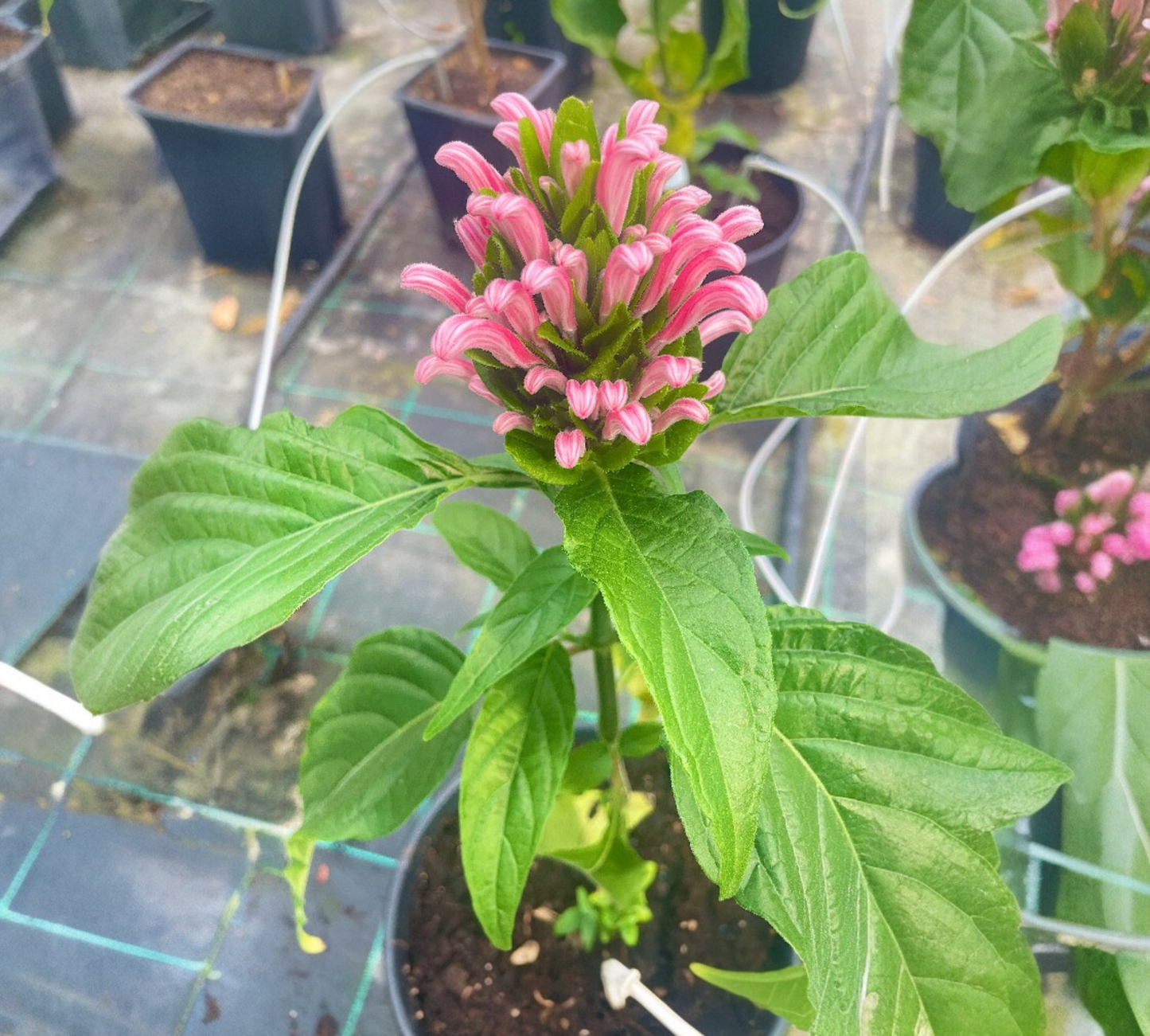 Jacobinia v18 cm – Justicia carnea