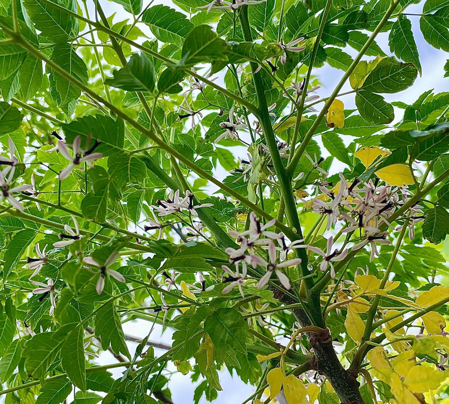 Melia Azedarach (Albero dei Rosari) Fiori Profumati - Vaso 17cm e 22cm