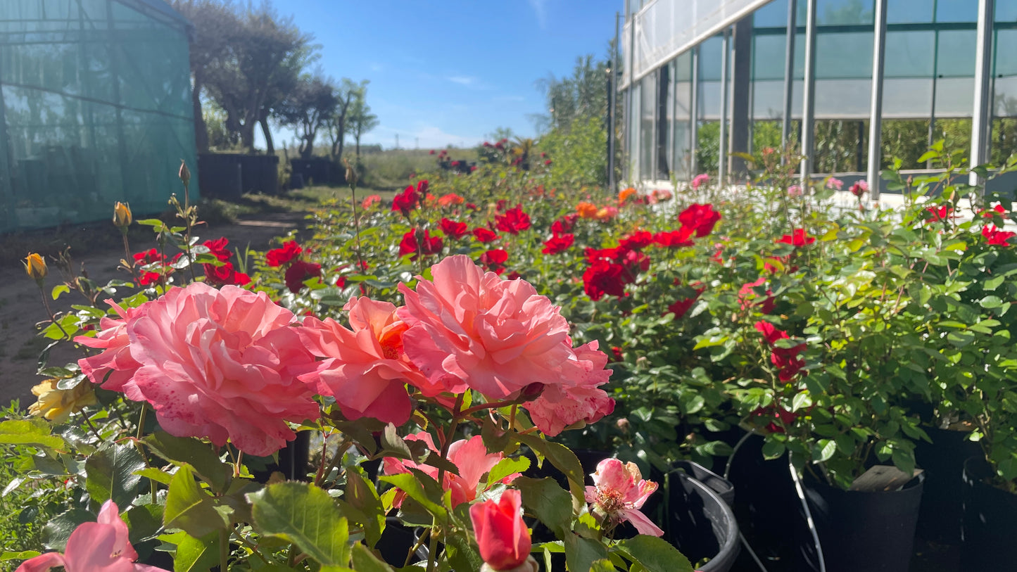 Rose Recise dal Vivaio – Scelte a Mano, Tagliate al Momento