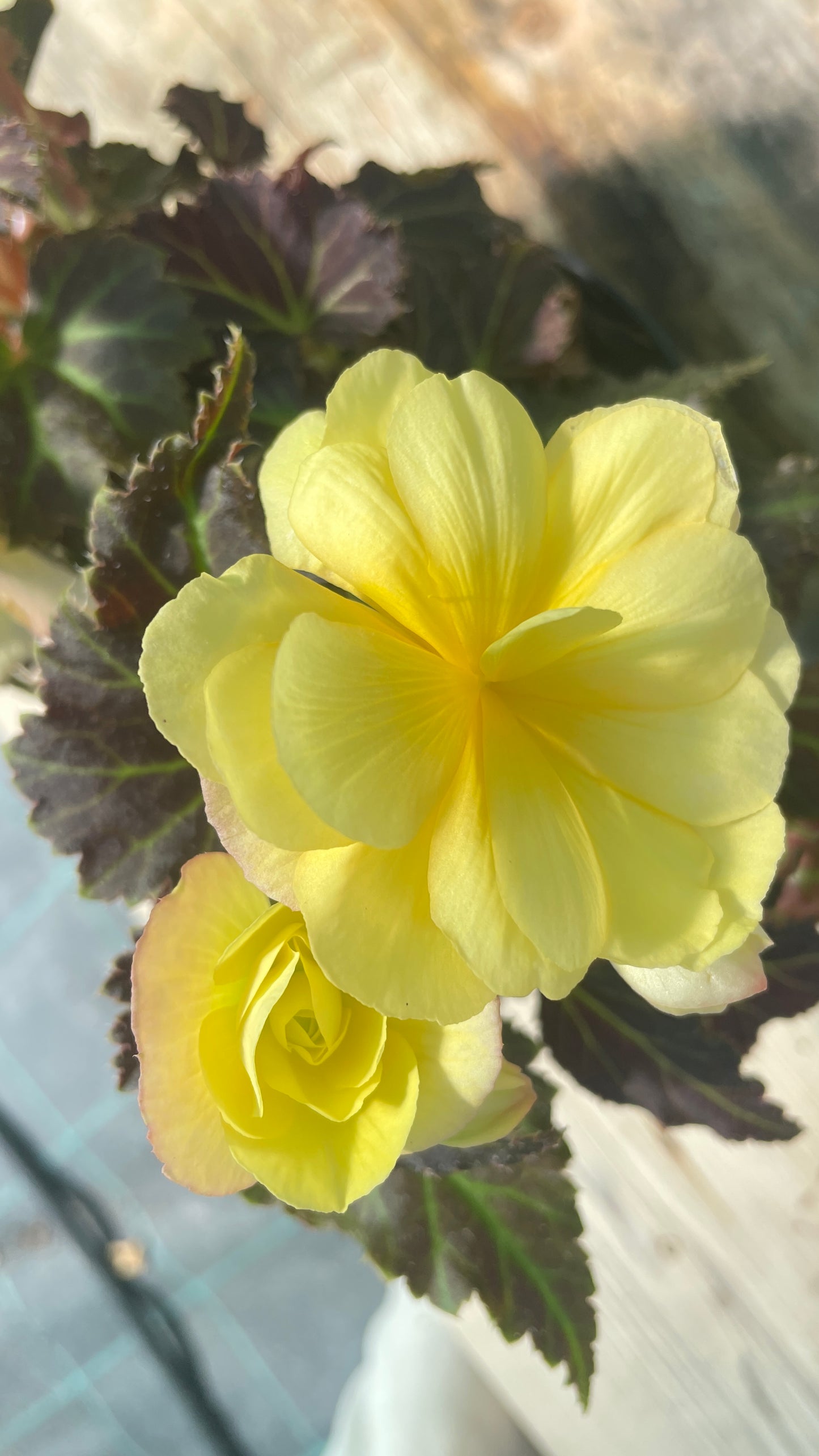 Begonia 'Vicobia' vaso 14 cm