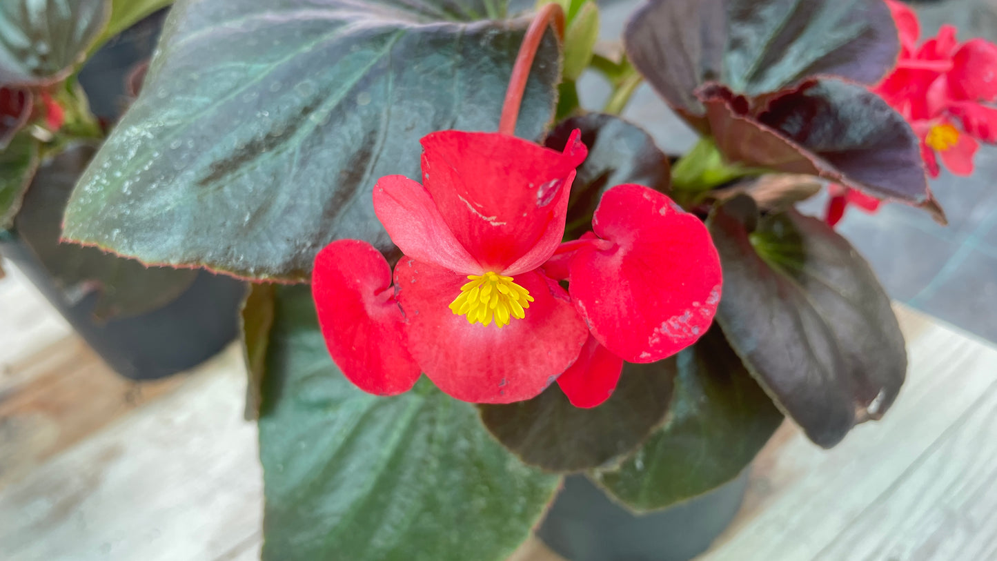 Begonia 'Vicobia' vaso 14 cm