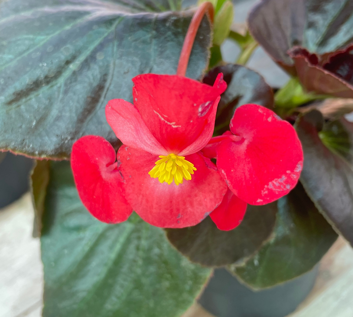 Begonia 'Vicobia' vaso 14 cm