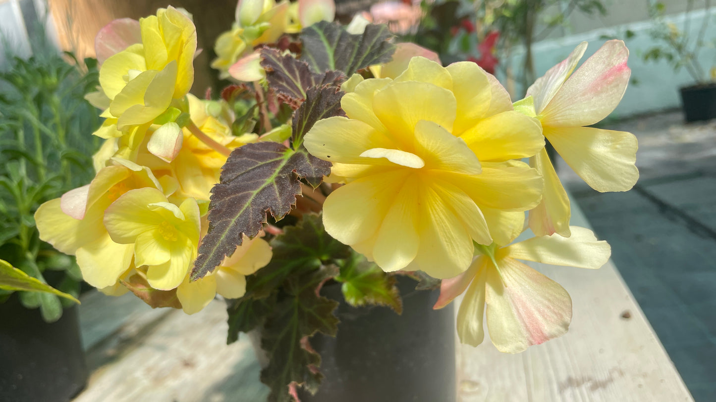 Begonia 'Vicobia' vaso 14 cm