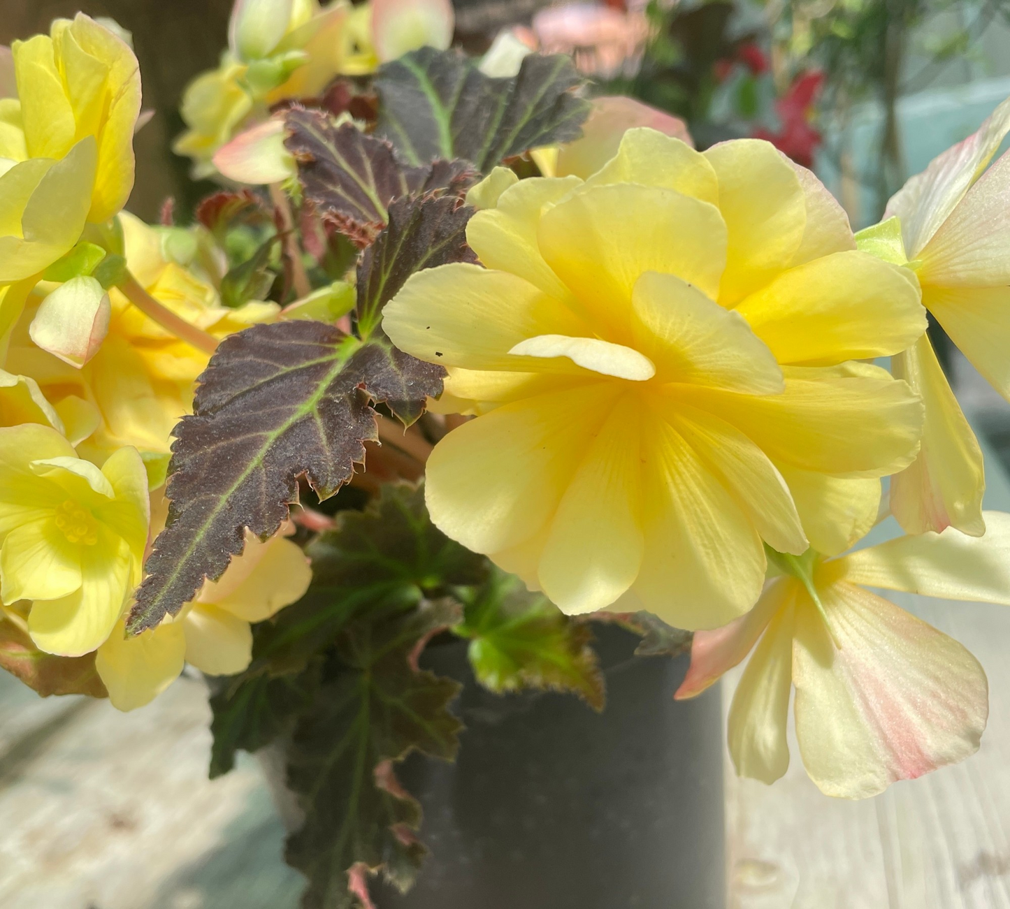 Begonia 'Vicobia' vaso 14 cm