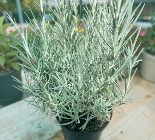 Helichrysum italicum vaso 14 cm