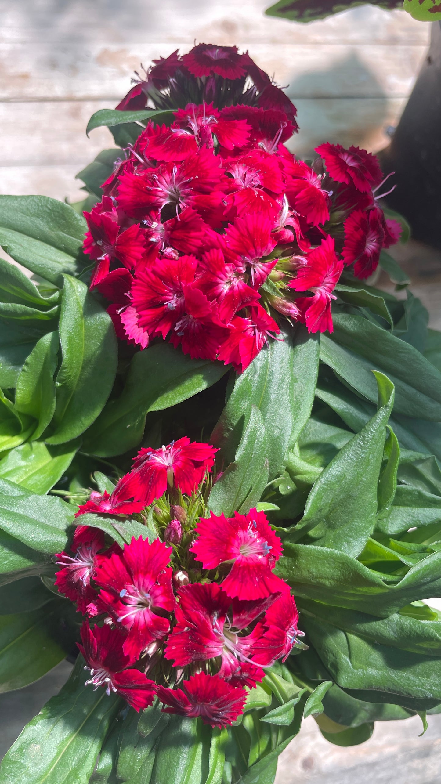 Garofano Dianthus vaso 17 cm