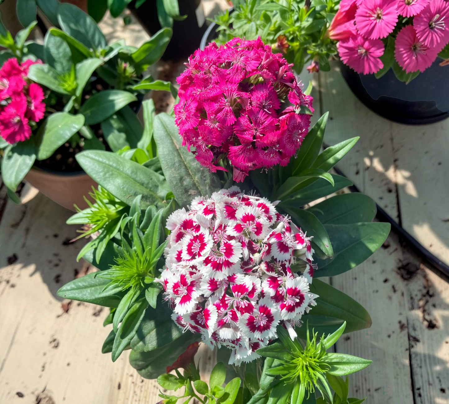 Garofano Dianthus vaso 17 cm