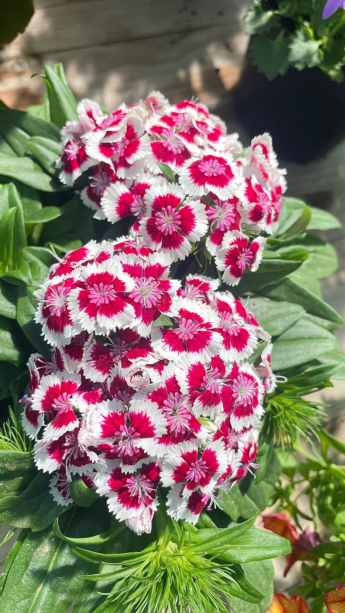 Garofano Dianthus vaso 17 cm