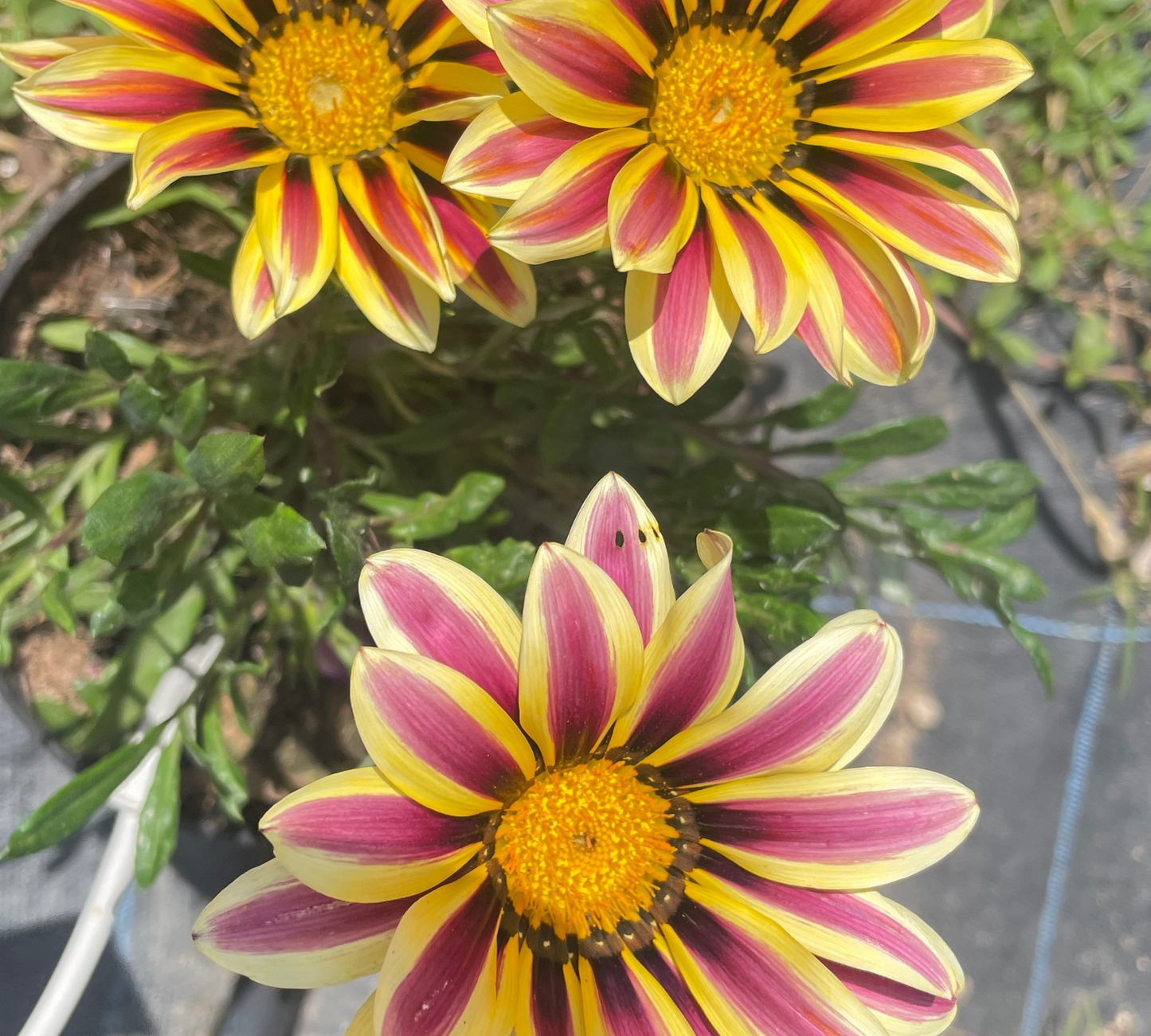 Gazania vaso 17 cm