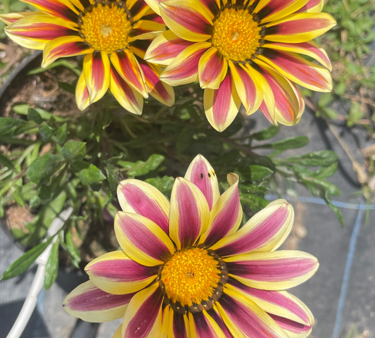 Gazania vaso 17 cm