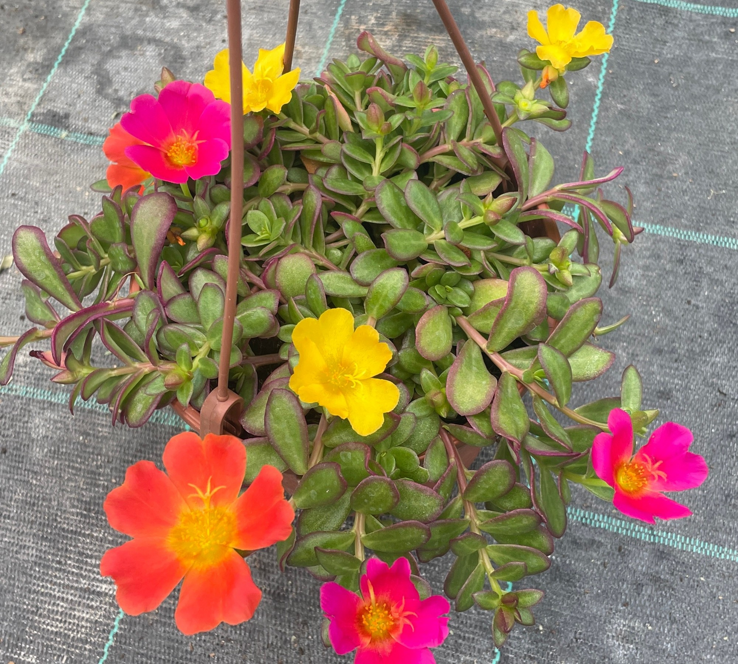 Portulaca ricadente vaso 14 cm