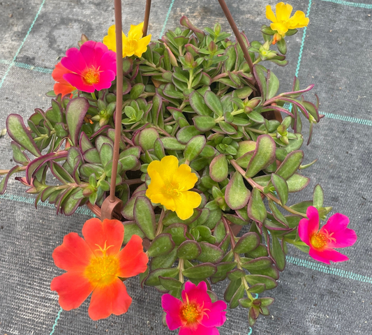 Portulaca ricadente vaso 14 cm