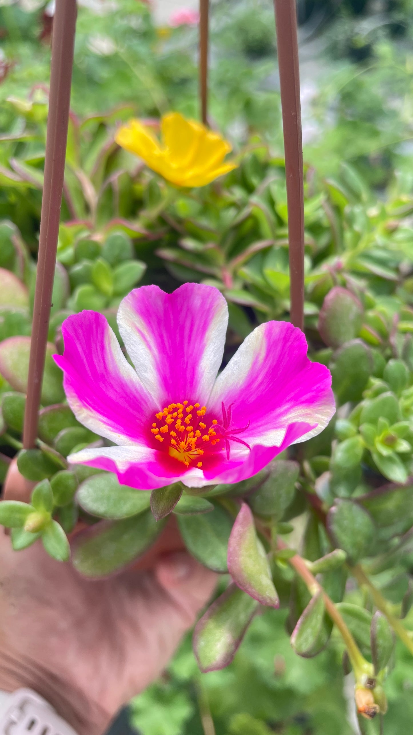 Portulaca ricadente vaso 14 cm