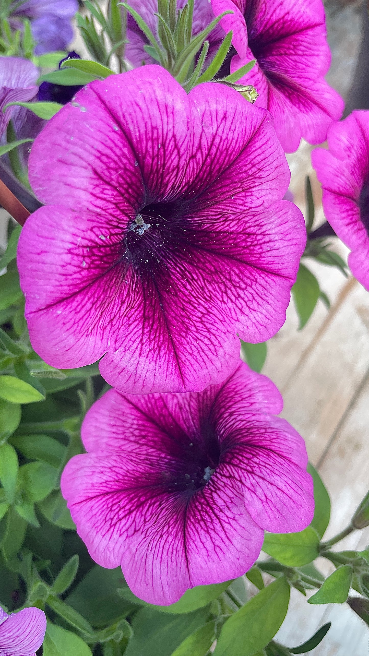 Potunia vaso 14 cm