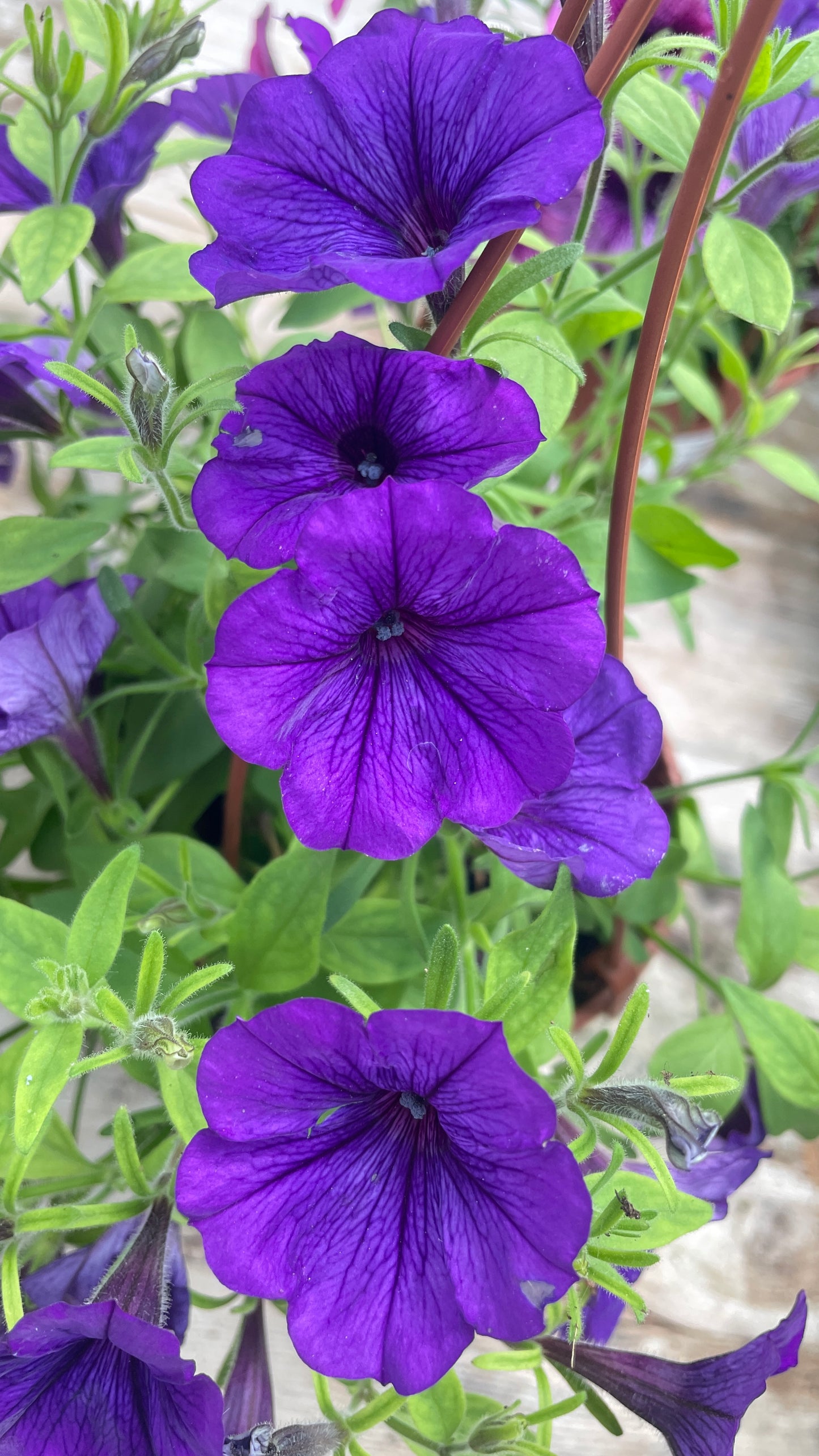 Potunia vaso 14 cm