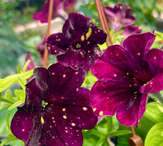 Potunia vaso 14 cm
