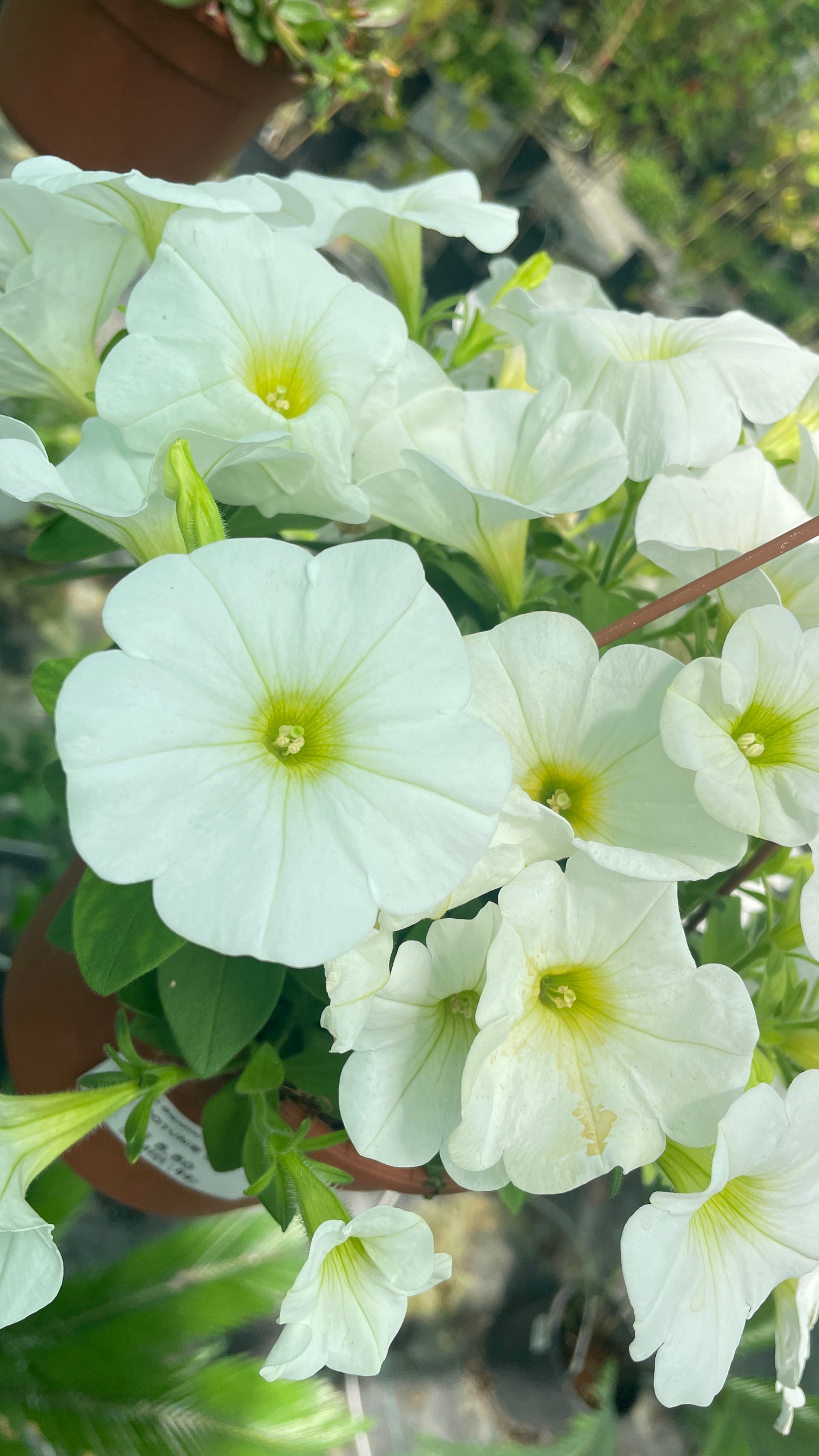 Potunia vaso 14 cm