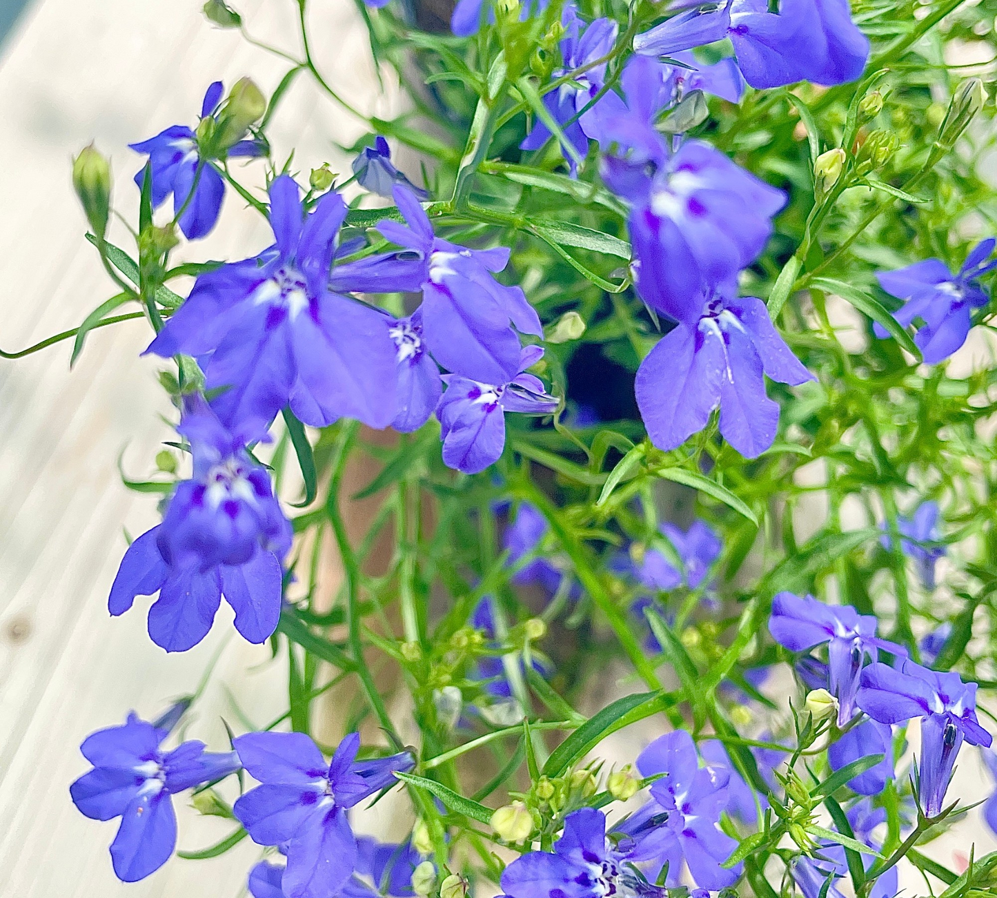 Lobelia vaso 14 cm