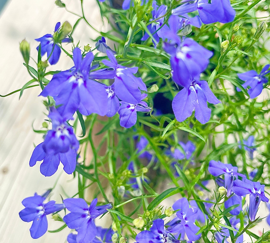Lobelia vaso 14 cm