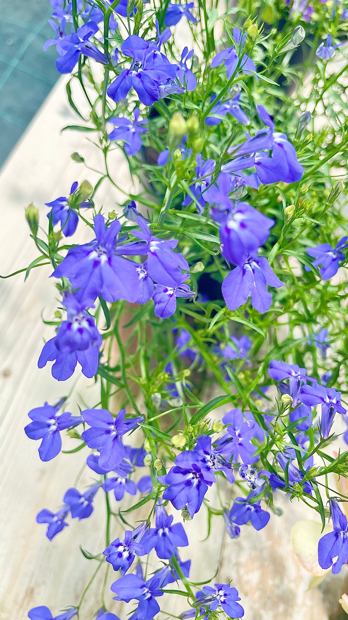 Lobelia vaso 14 cm