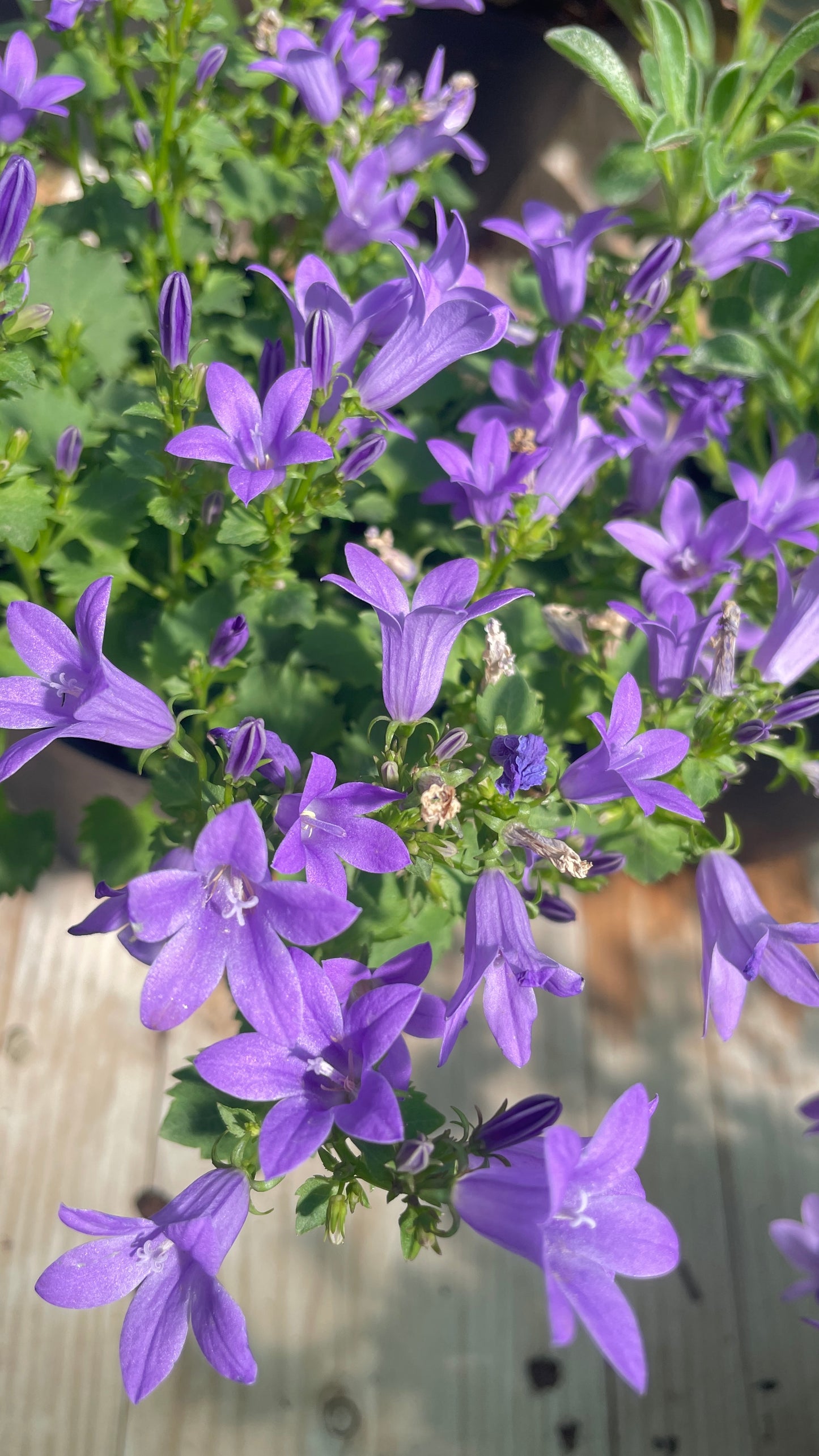 Campanula vaso 14 cm