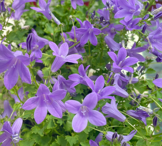 Campanula vaso 14 cm
