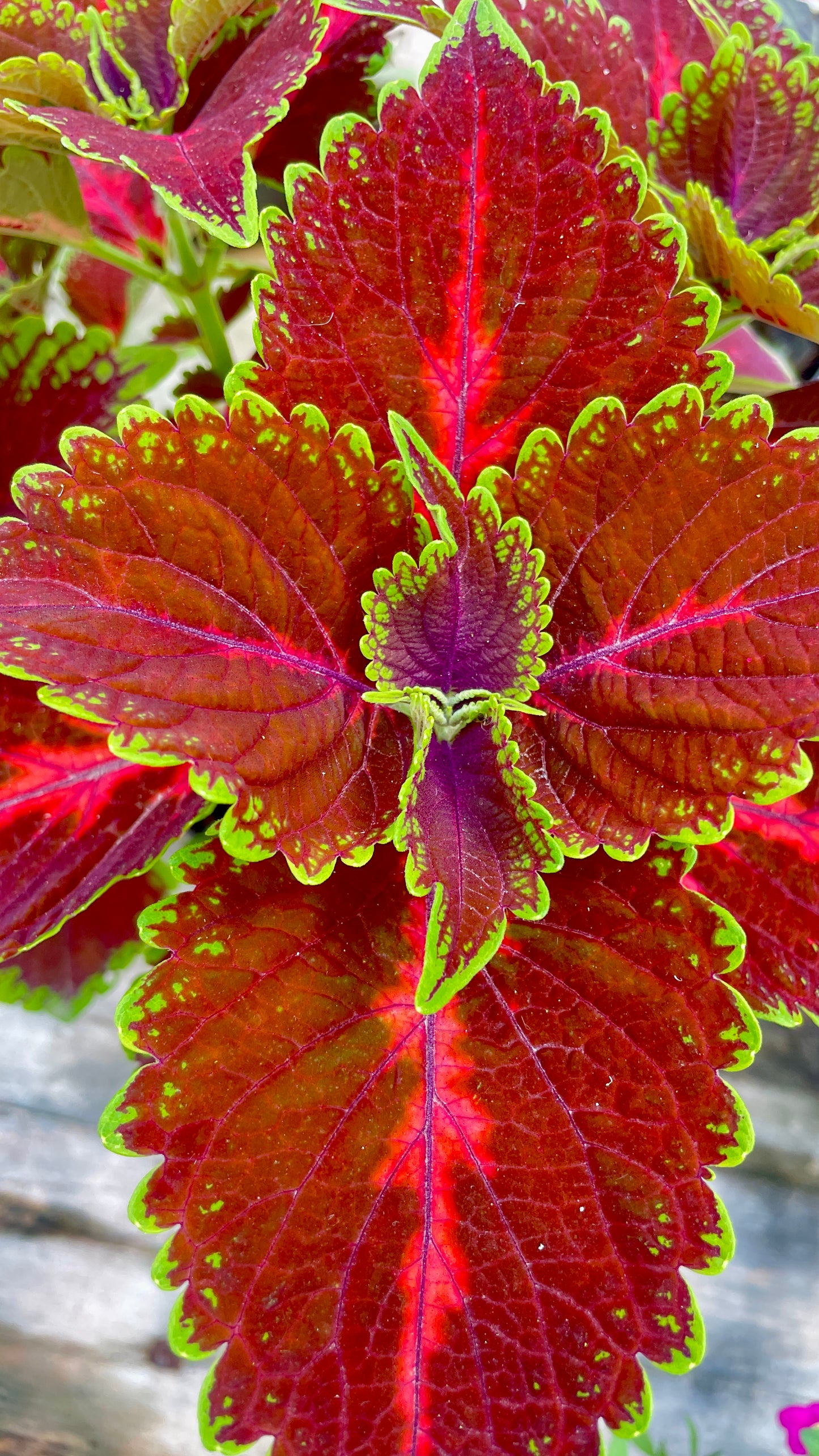 Coleus vaso 14 cm