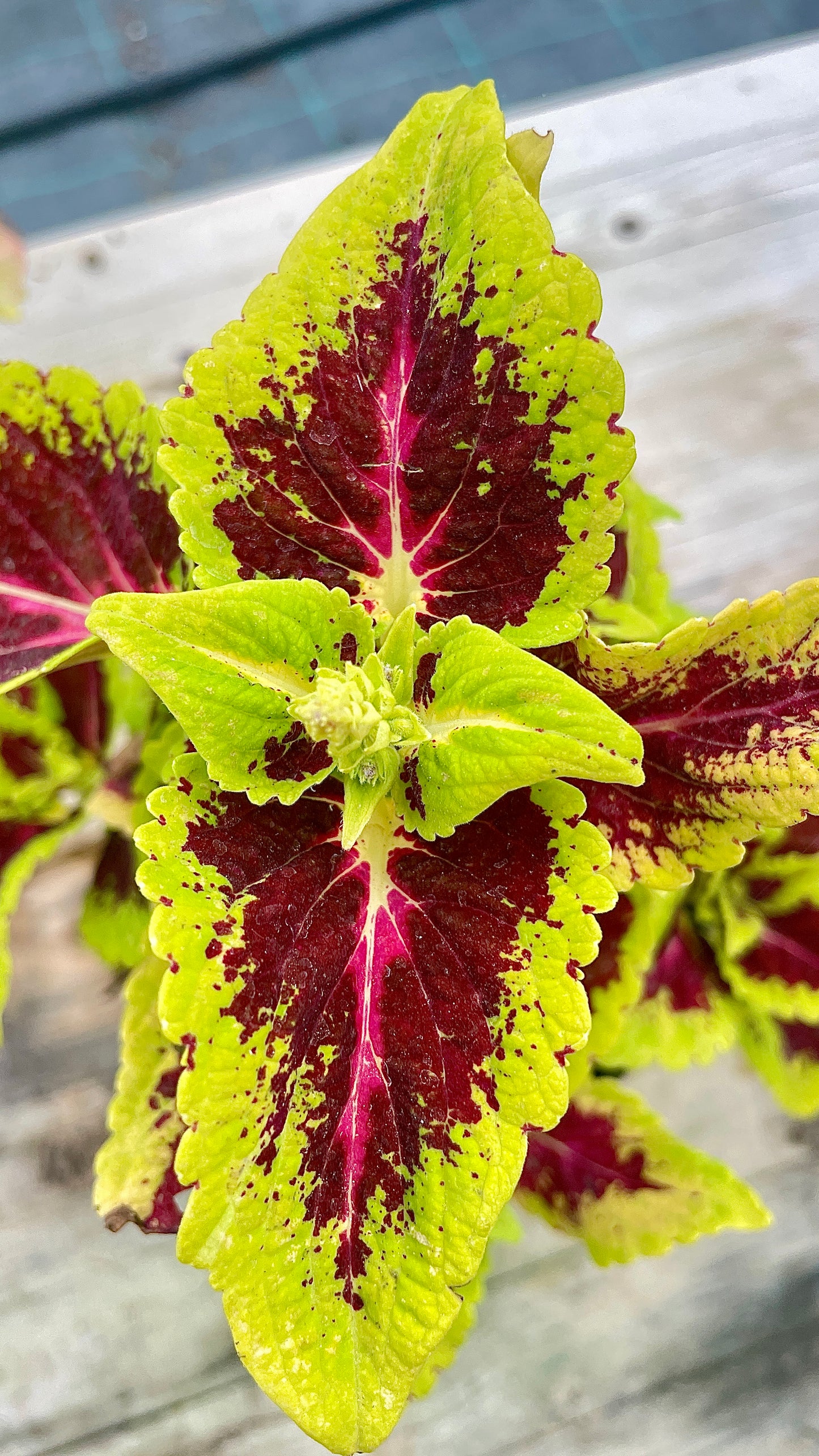 Coleus vaso 14 cm