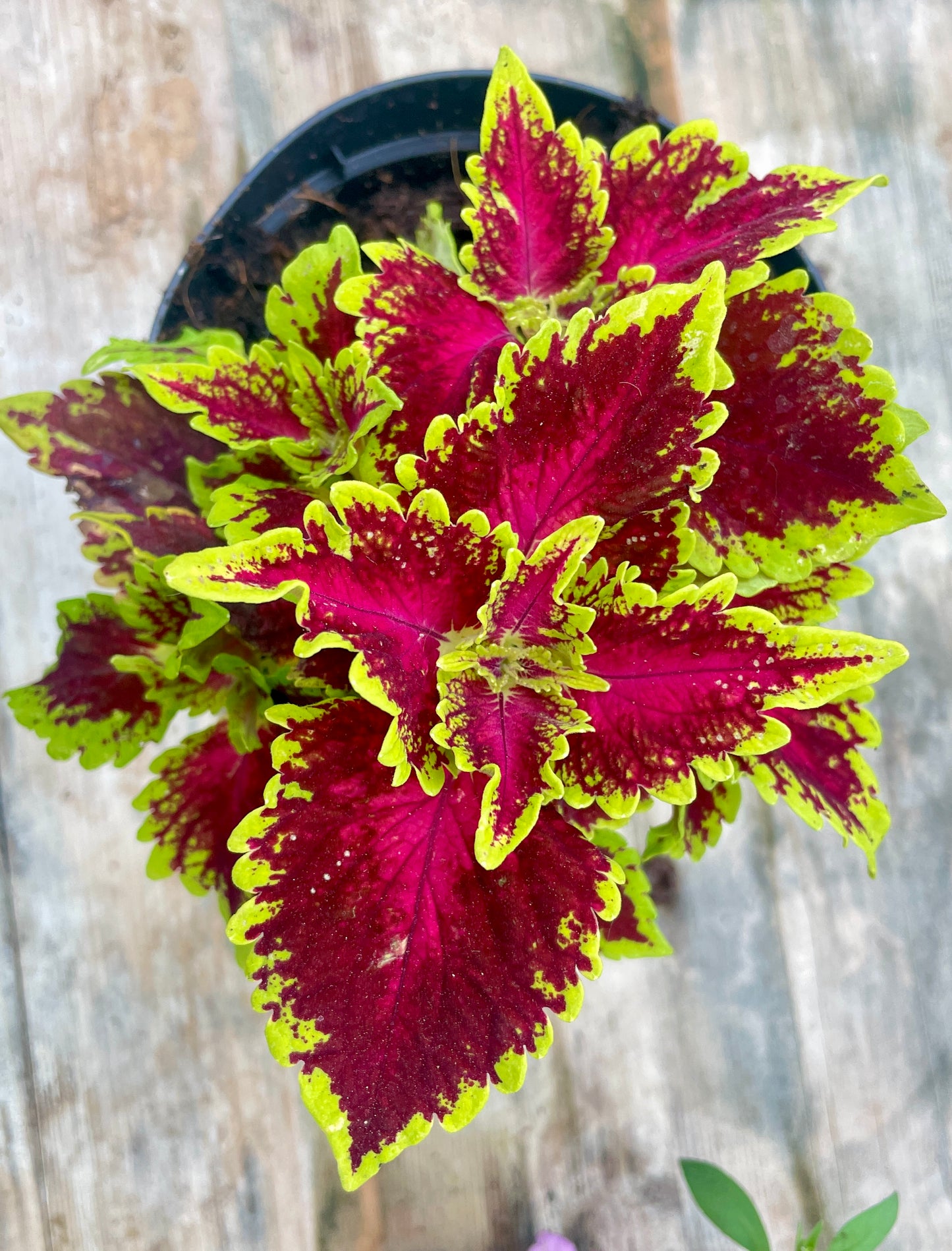 Coleus vaso 14 cm